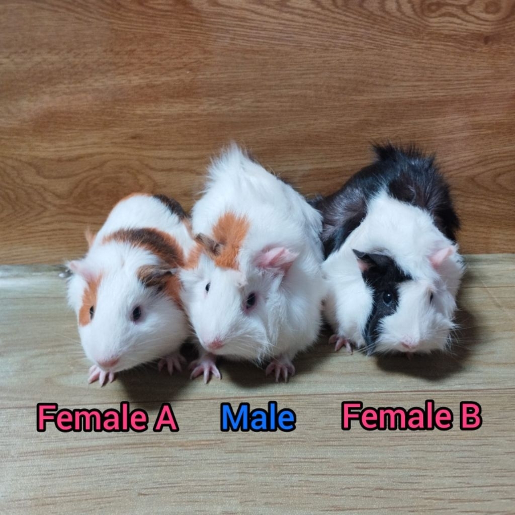 Marmut Lokal Guinea Pig Dewasa - Indukan