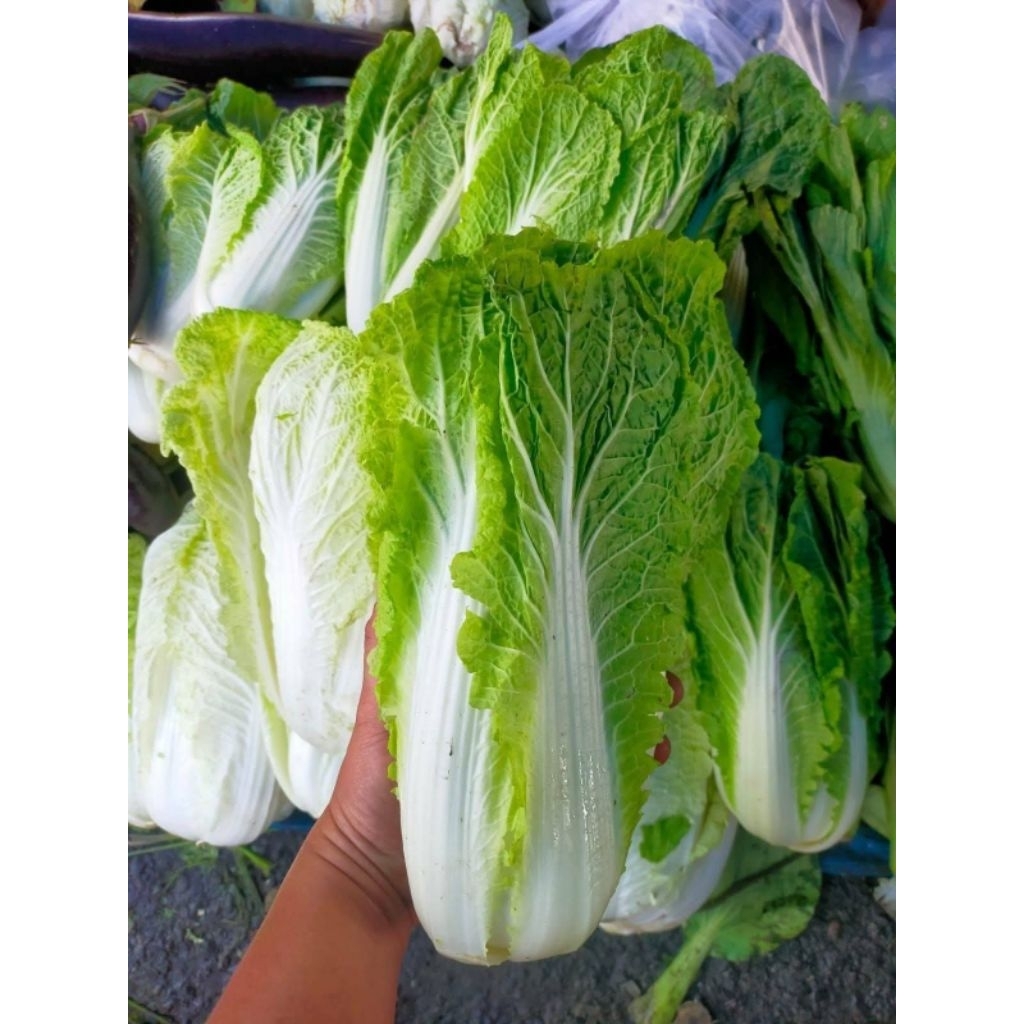 Sawi putih (slobor) 1kg
