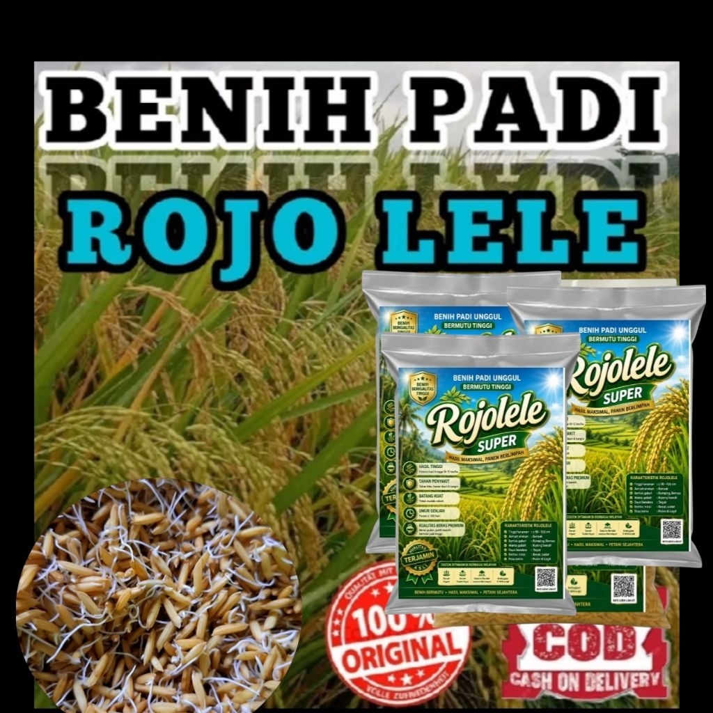 RAJA BENIH 1Kg BIBIT Padi ROJOLELE SUPER ORIGINAL BERSERTIFIKAT