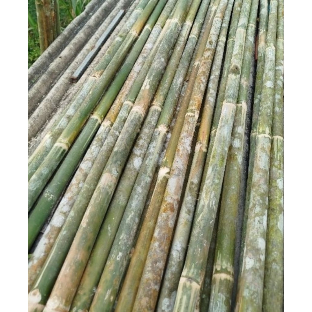 tongkat bambu tongkat pramuka 160cm