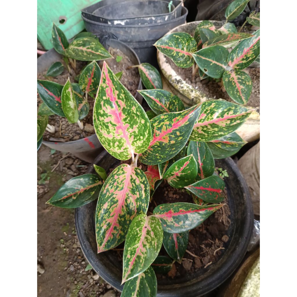 Bibit Aglaonema commutatum Berakar 2-3 Daun Siap Tanam