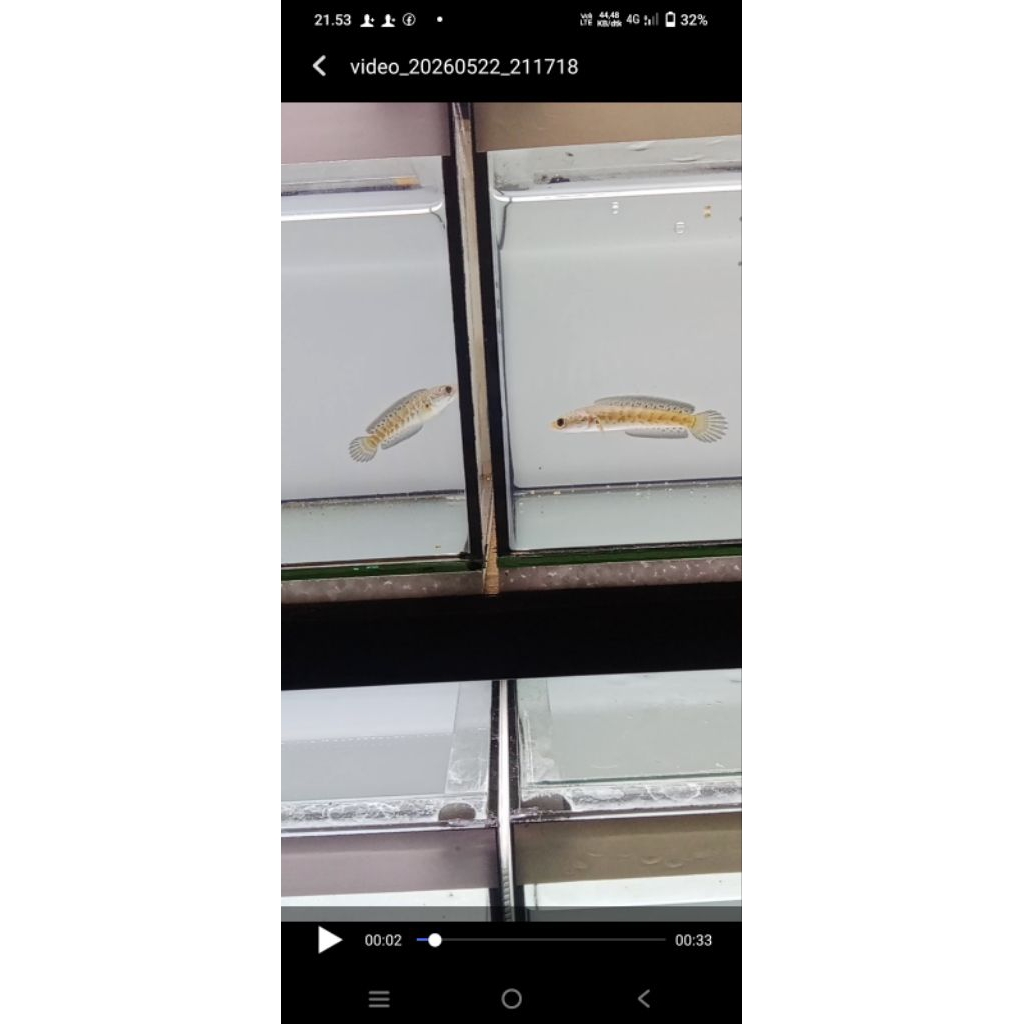 auranti 5-7cm