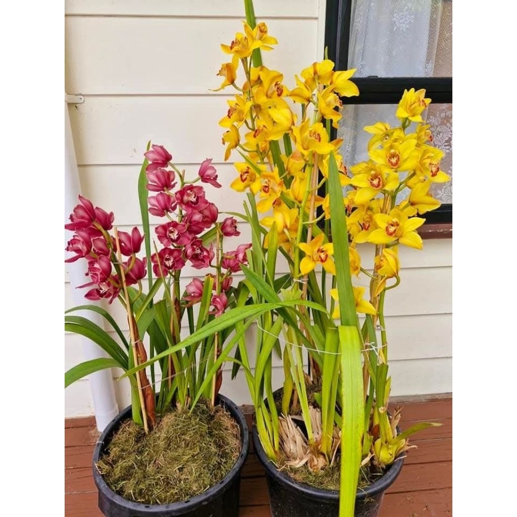 Paket 2 Anggrek Cymbidium merah kuning - Anggrek Cymbidium berkualitas