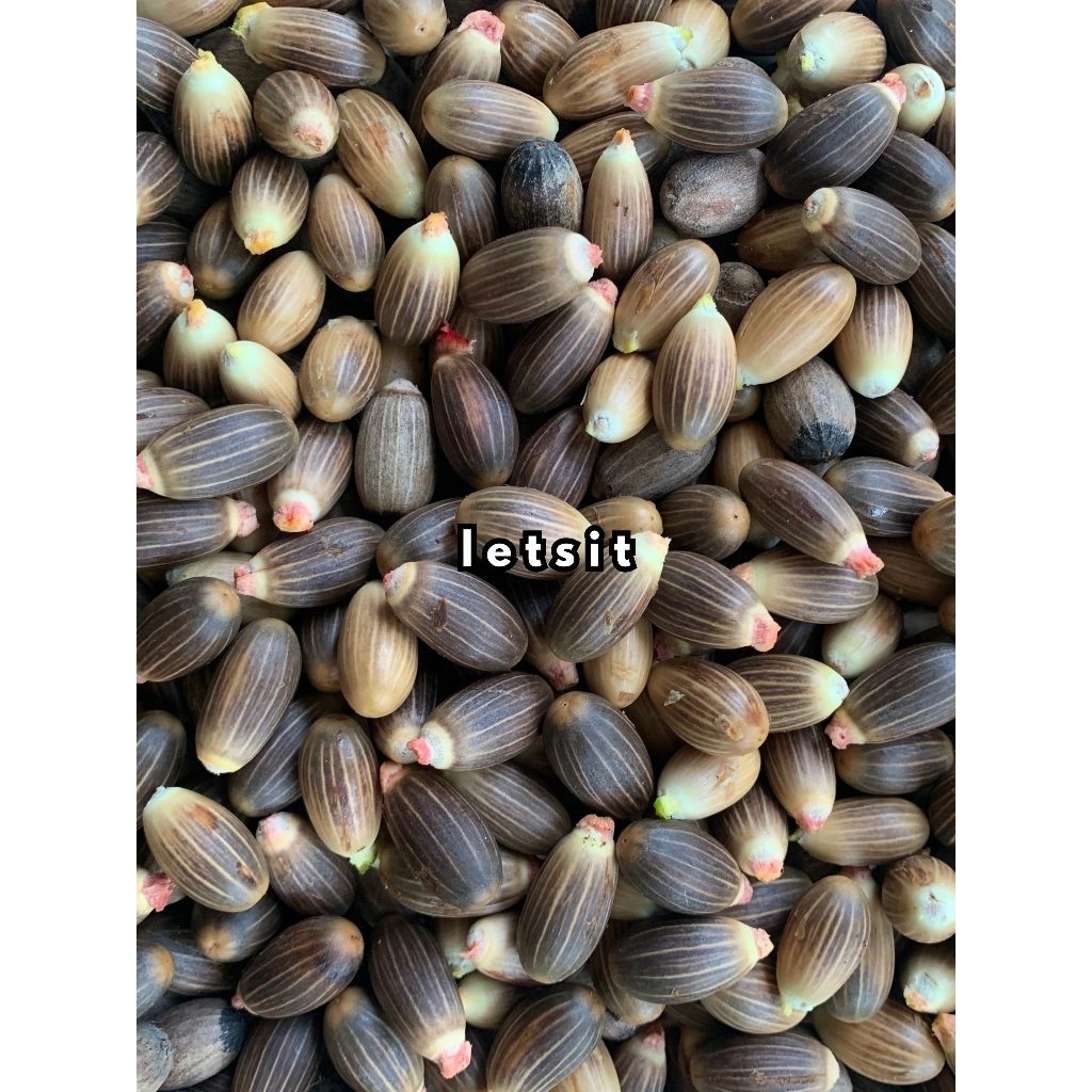 1 kg buah melinjo kupas mentah biji melinjo kupas