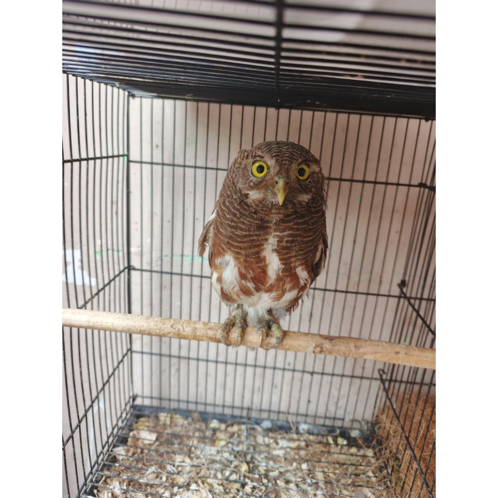 javan owlet wc dewasa