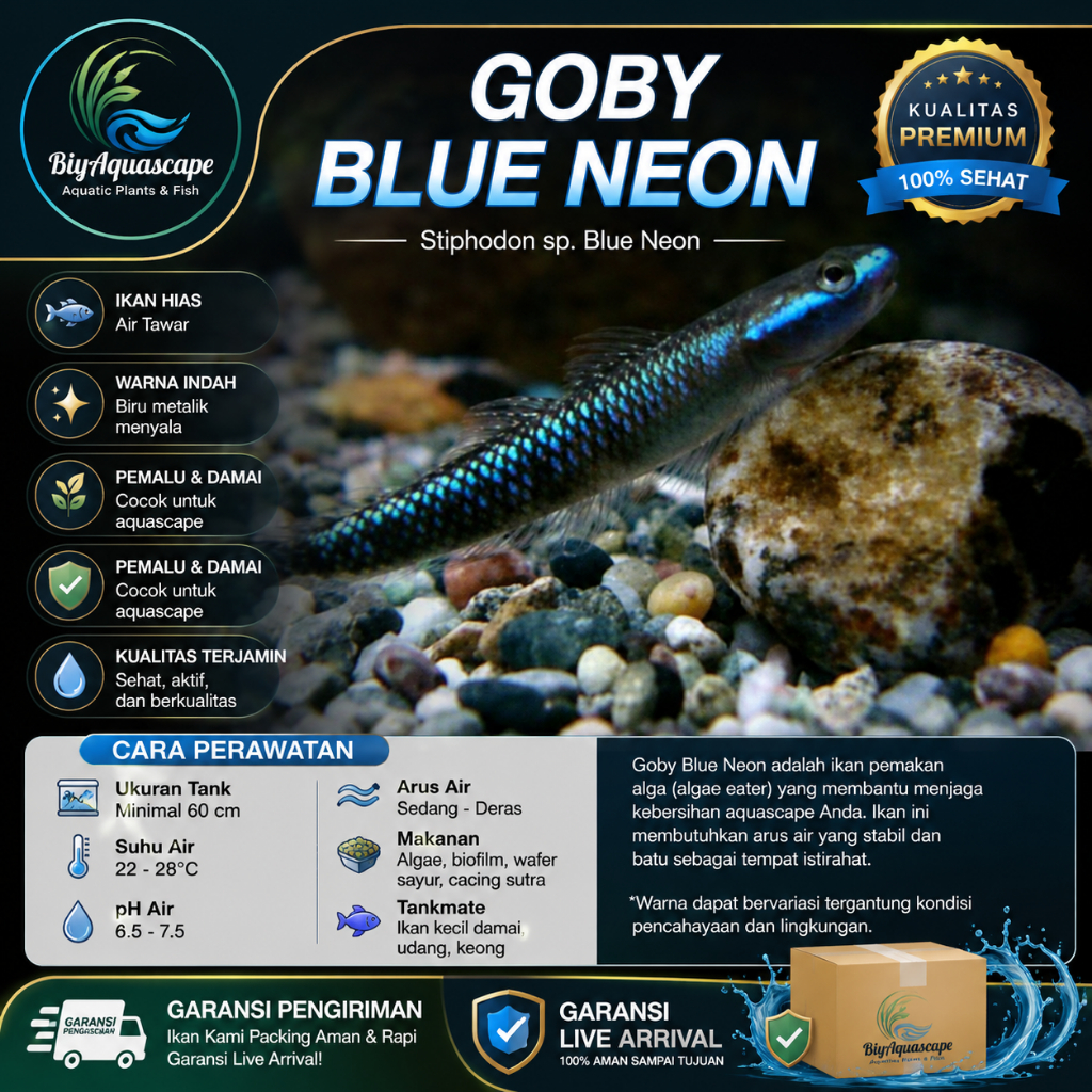 Ikan Hias Air Tawar Goby Blue Neon Pembersih Algae Aquascape
