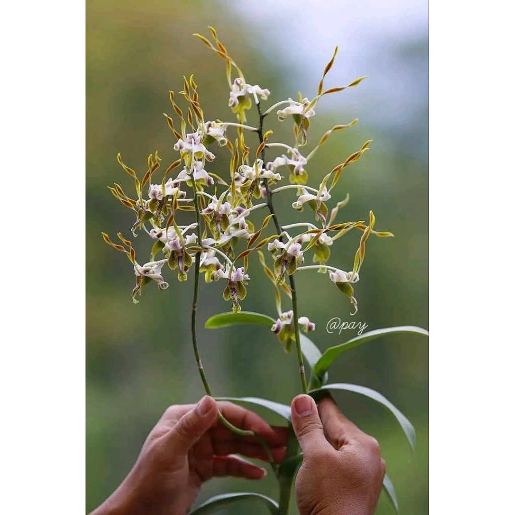 Tanaman Hias Anggrek Dendrobium Antenatum - Anggrek Dendrobium Keriting Dewasa Spike Knop Siap Berbu