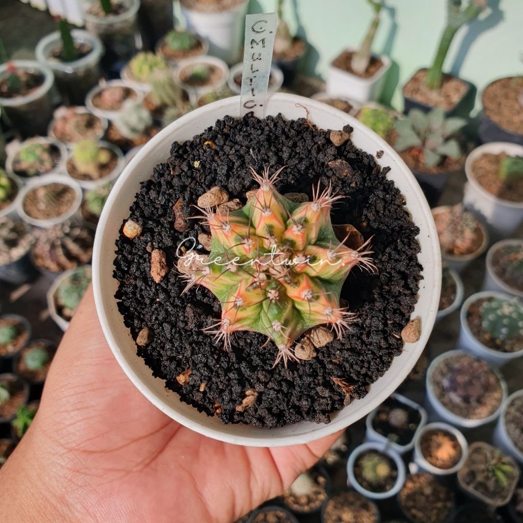 kaktus | gymnocalycium multicolor clone B | multicolour new clone | gymno