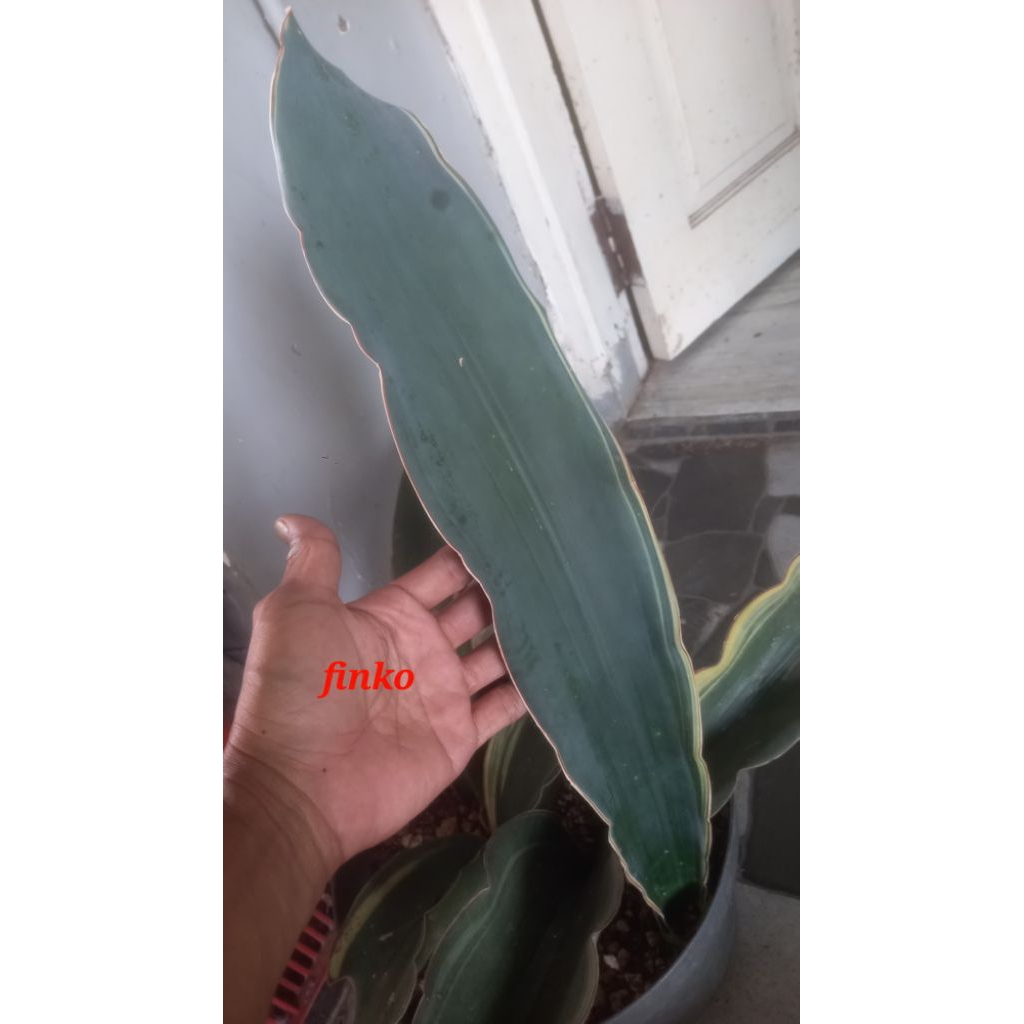 sansevieria black dragon variegata pelit. big size