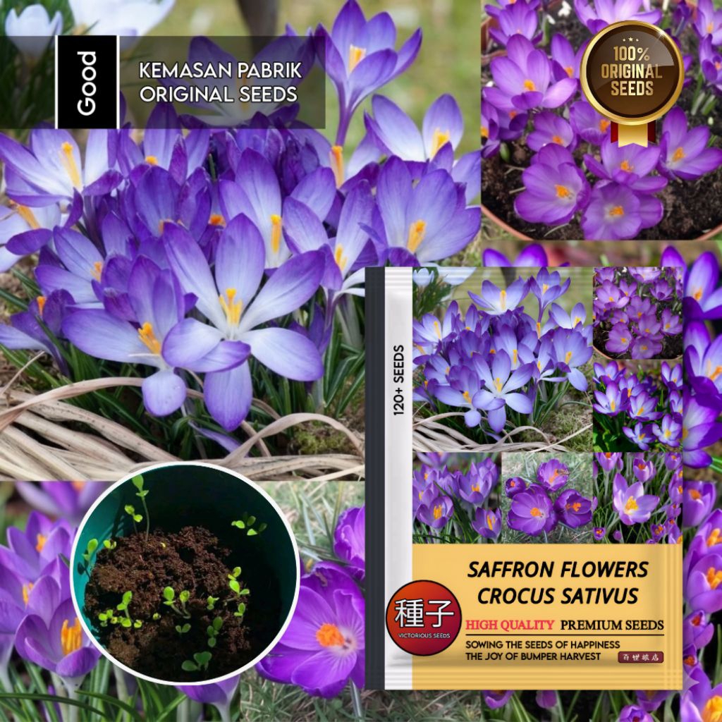 120 Butir Benih Bunga Saffron Purple Kemasan Original | Bibit Saffron | Bunga Saffron