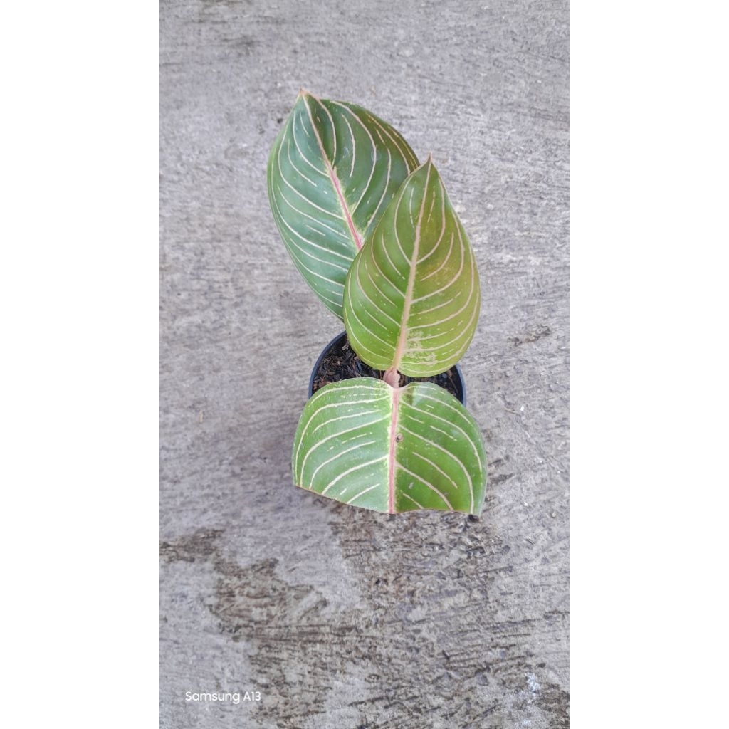 Aglonema ESMERALDA/ESME (Remaja Daun 3) (1)