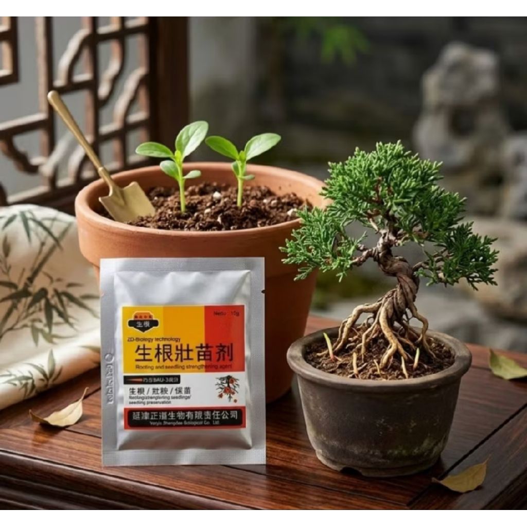 Pupuk routing perangsang akar bonsai