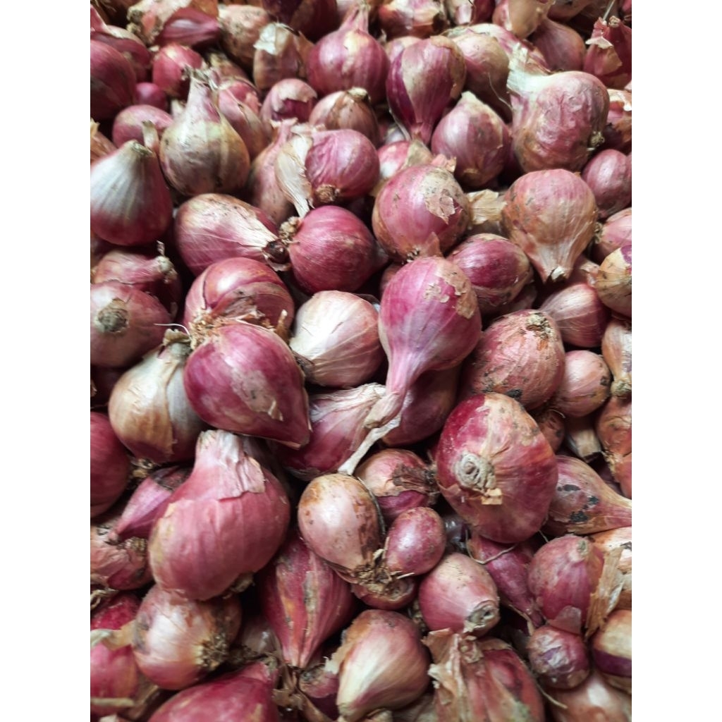 Bawang Merah lokal kulon progo - Kering, Segar, Bumbu Masak Favorit