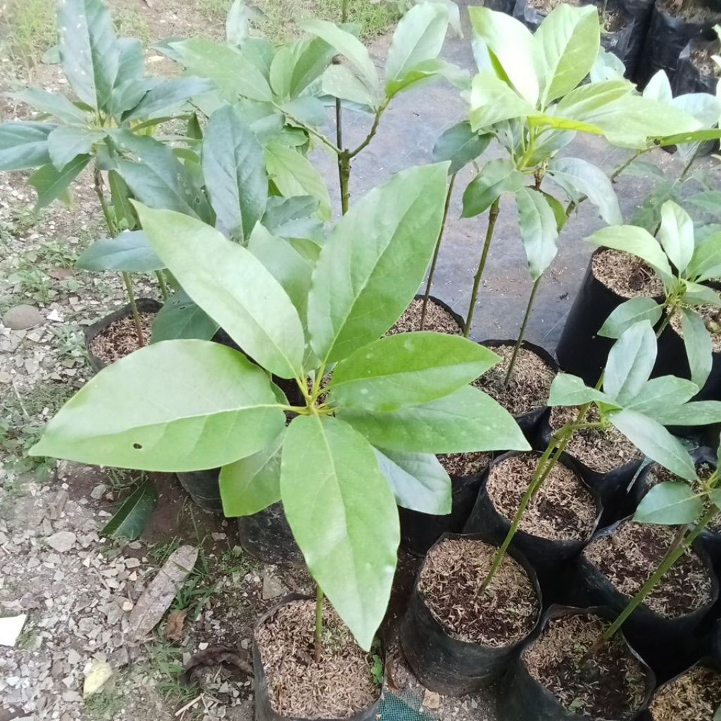 Bibit alpukat SWY 02