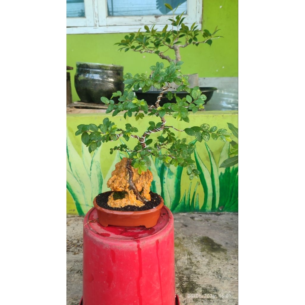 bonsai ulmus varigata on the rock siap pajang