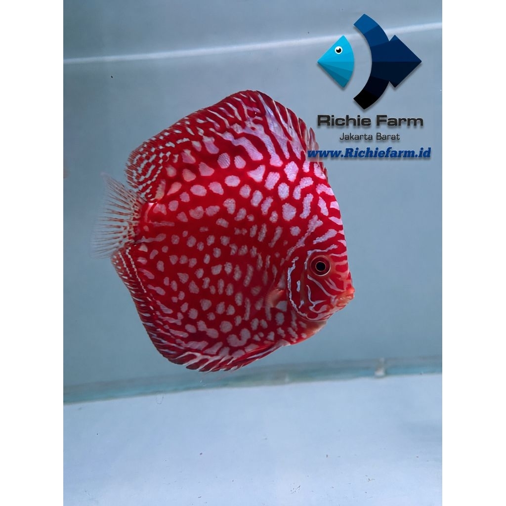 Discus Red Stardust 4 inc