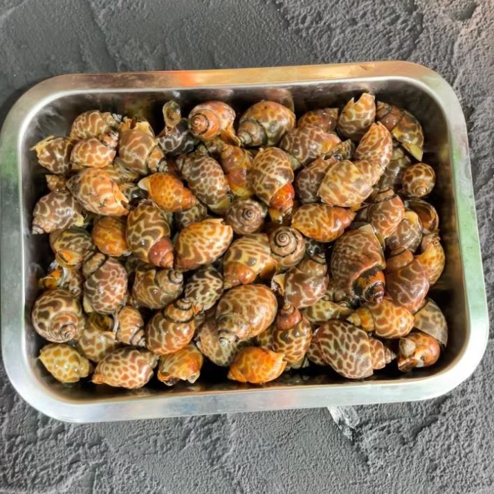 Kerang Macan | 500gr | minantuseafood