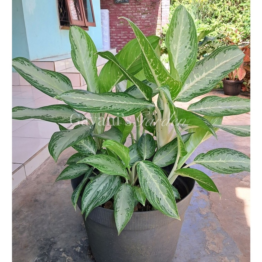 Aglonema White Rain | Aglonema Silver Metalik Bay | Tanaman Hias Aglaonema Diven Silver Mudah Dirawa
