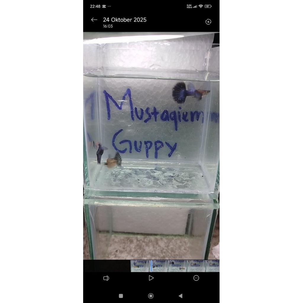 guppy blue diamond DE