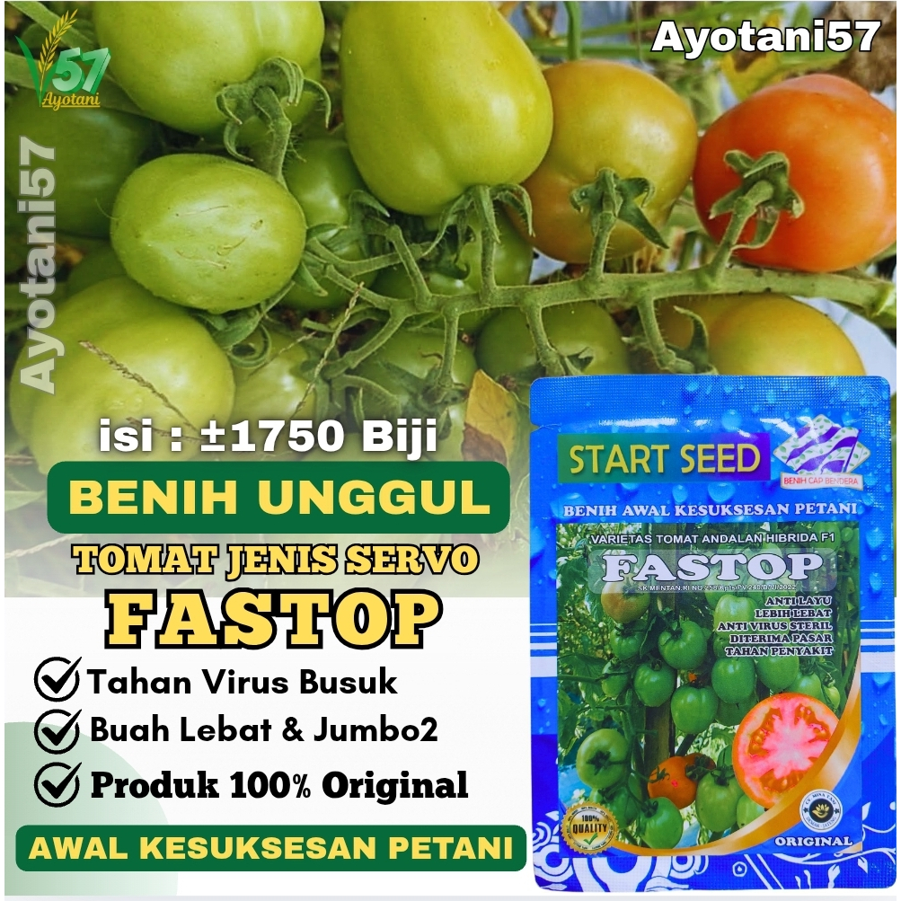 1750 Benih Tomat Besar FASTOP Bibit Unggul Tomat Jumbo Jenis Servo Buah Lebat Panen Cepat Tahan Hama
