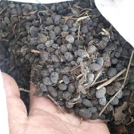 Kohe Kambing Murni 1kg / Kohe Kambing Kotoran Kambing Murni / Kohe Kemasan 1kg
