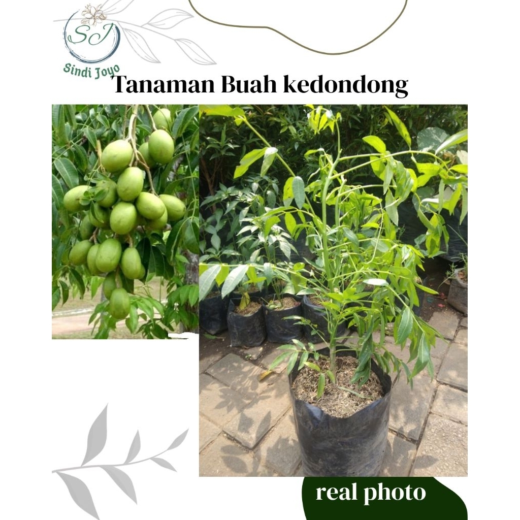Tanaman Buah Kedondong Bibit Tanaman Buah Kedondong