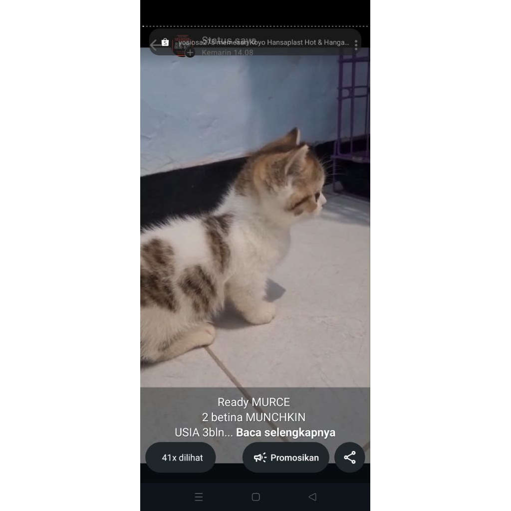 Anak Kucing Kitten Munchkin Betina