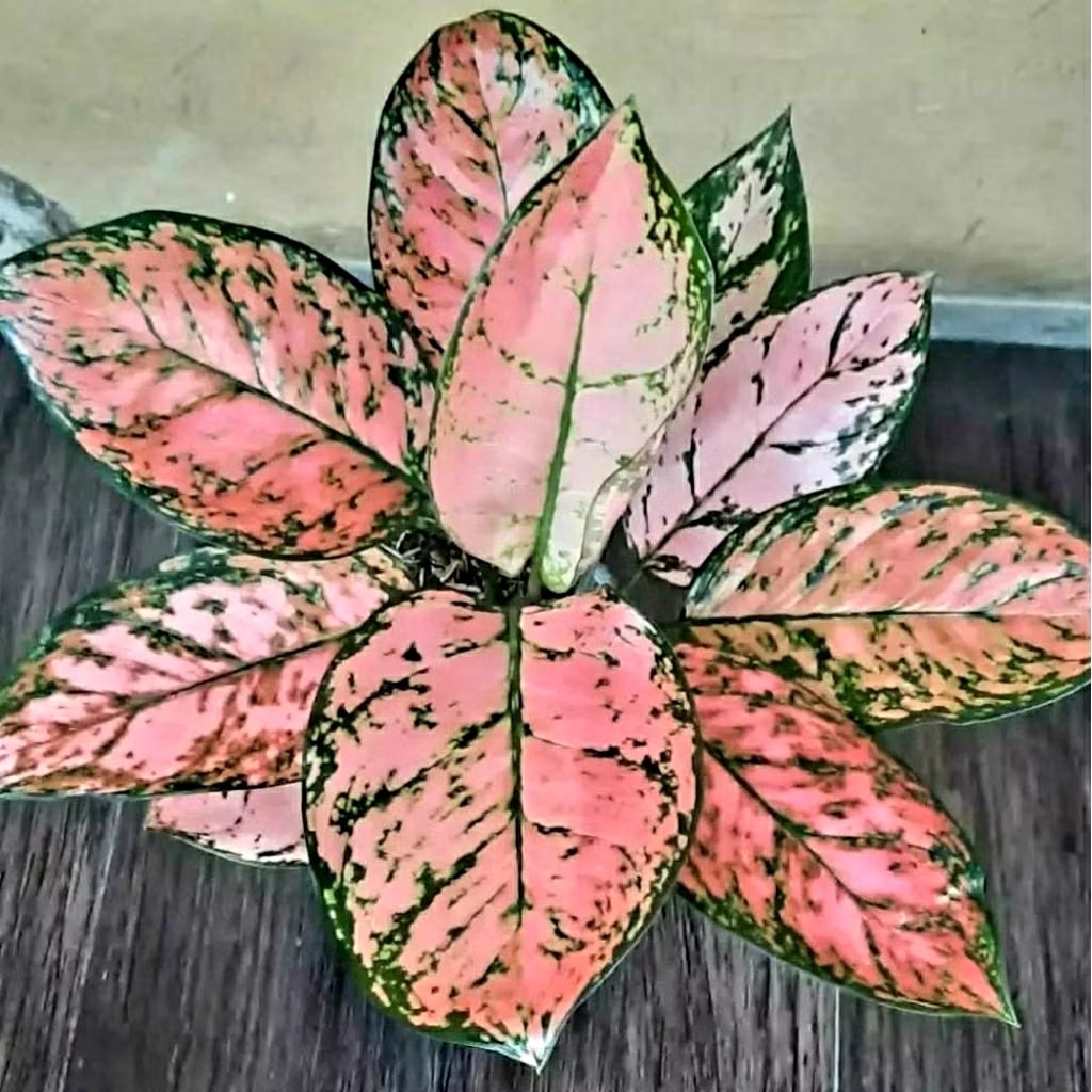 Tanaman Hias Aglonema Lady Valentine - Pohon Aglonema Lady Valentine - Lady Valentine