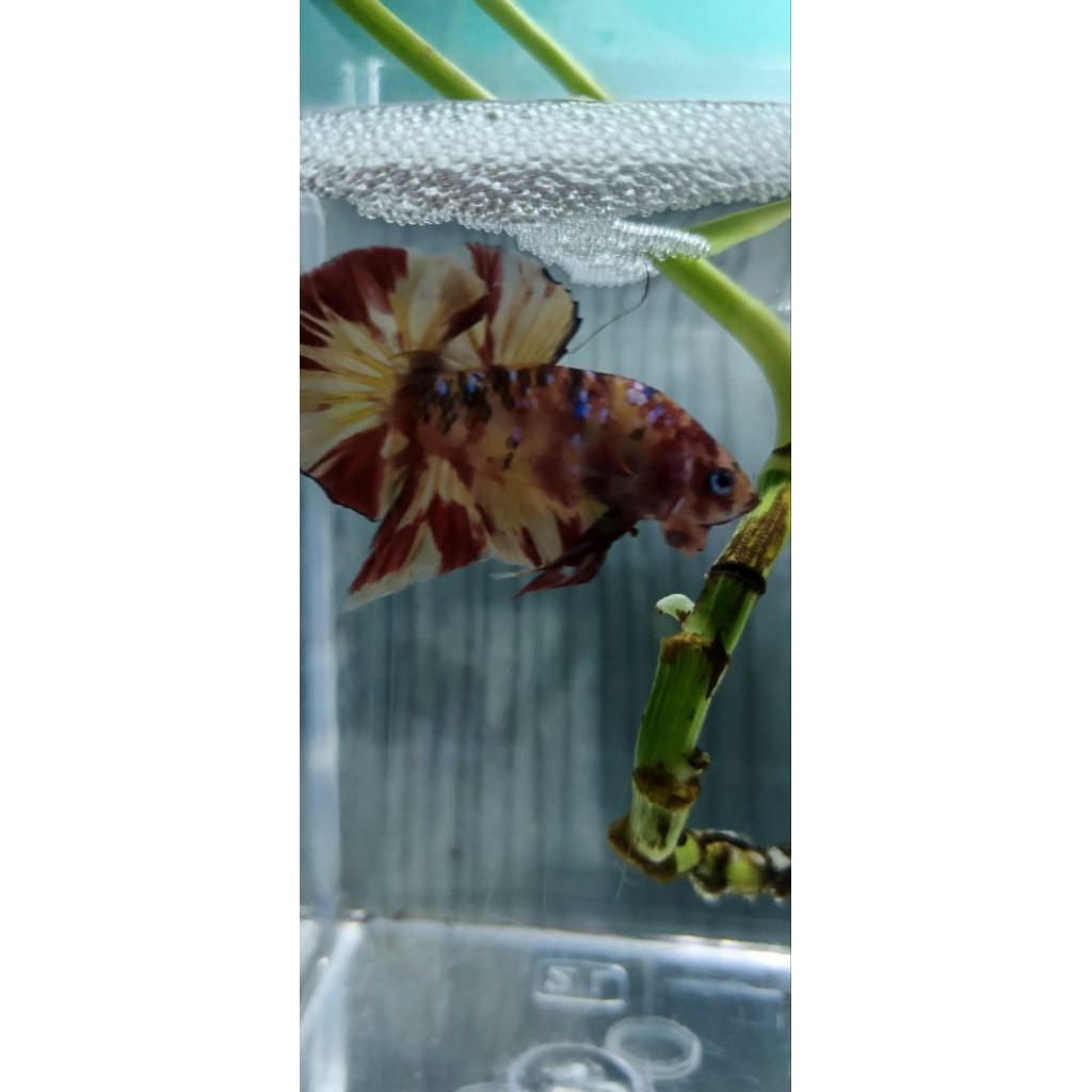 Cupang Plakat leopard/multycolor Dewasa Realpict