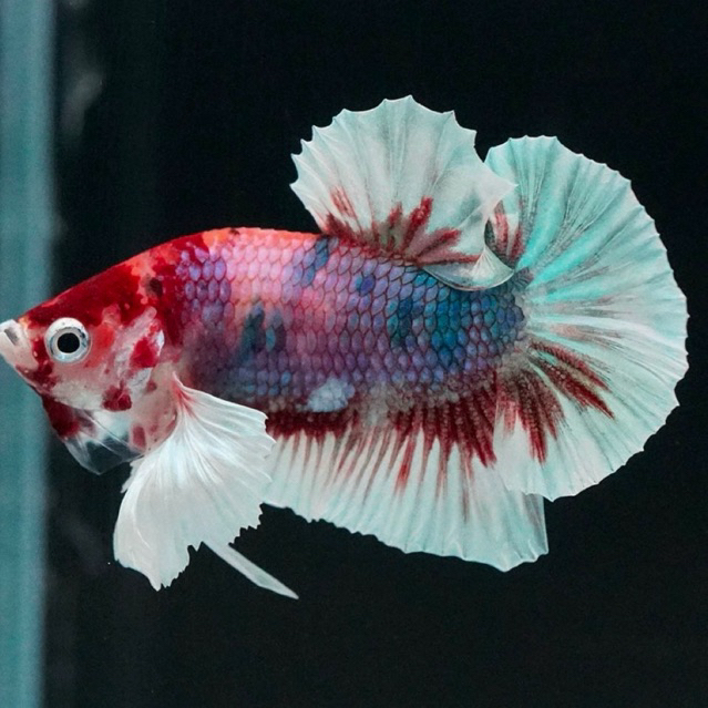 Ikan cupang Plakat Dumbo Ear MULTICOLOR Fancy sehat Aktif Grade A