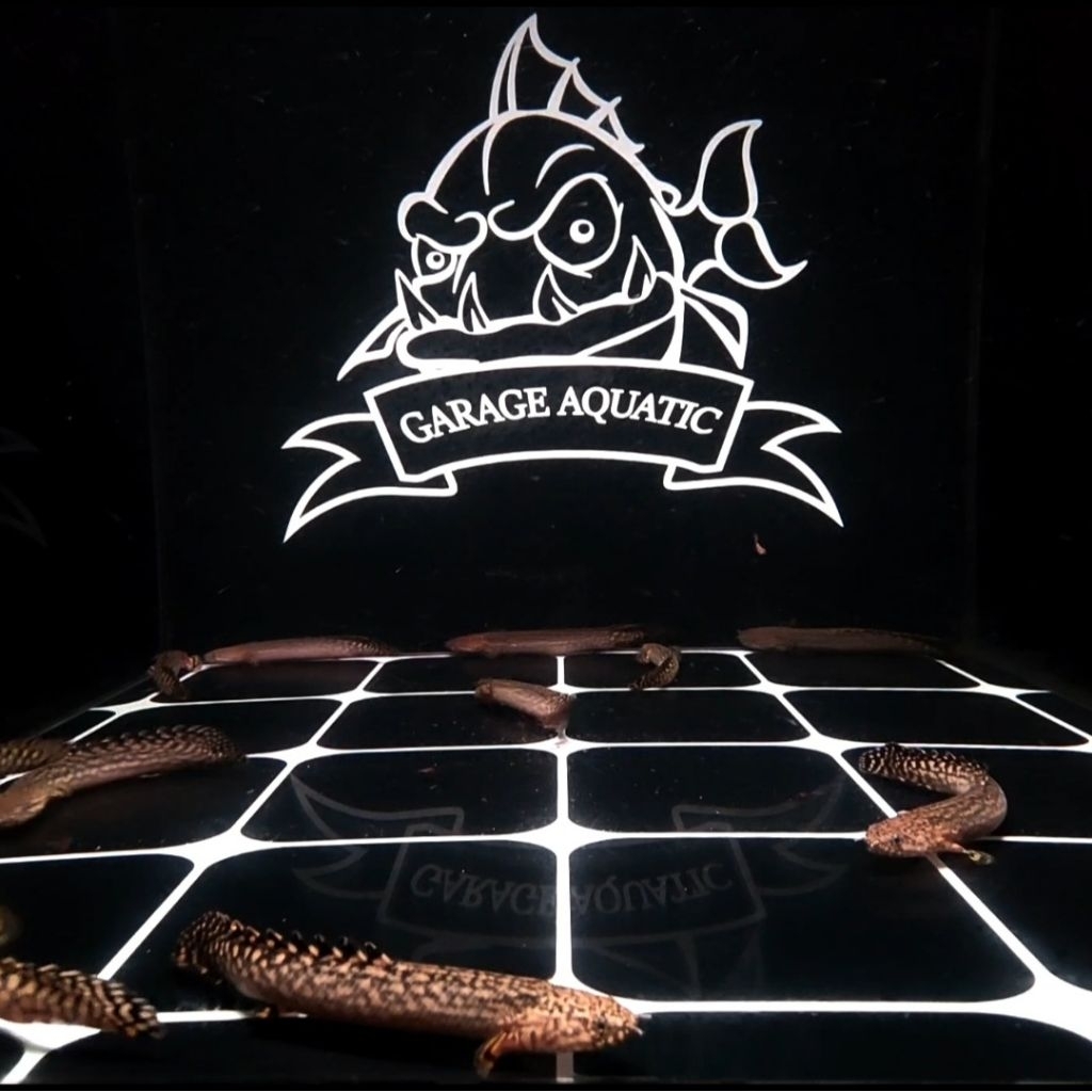 (INSTANT) PALMAS ORNA POLYPTERUS ORNATIPINIS IKAN HIAS PREDATOR AQUARIUM KOLAM