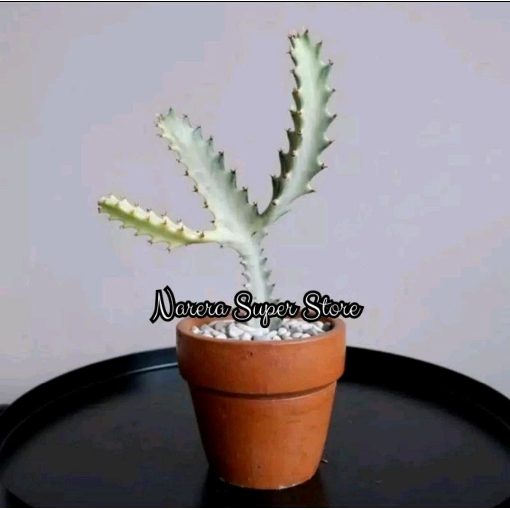 Tanaman Hias Kaktus Tulang Putih Euphorbia White Ghost Dragon Bone Murah Ekonomis
