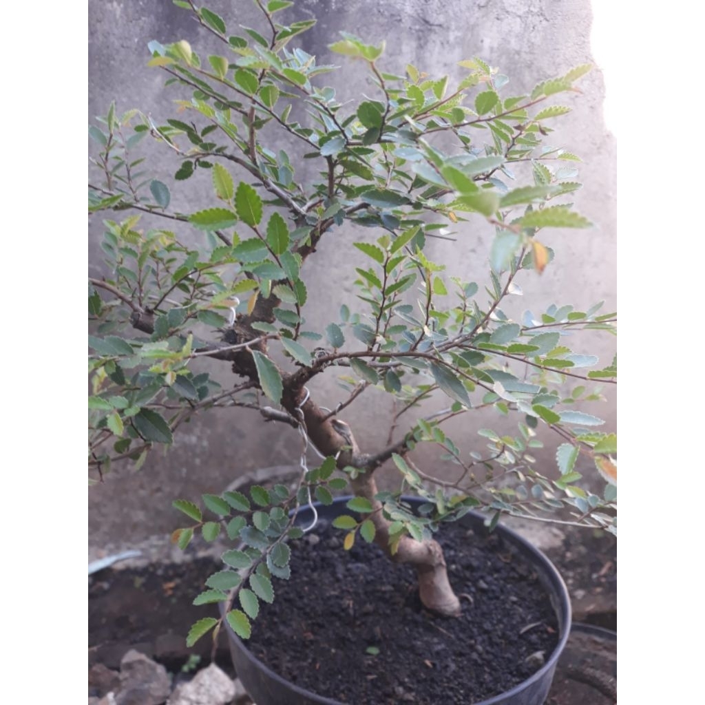 Bonsai Bahan Ulmus Micro Natural 7  Real Pict