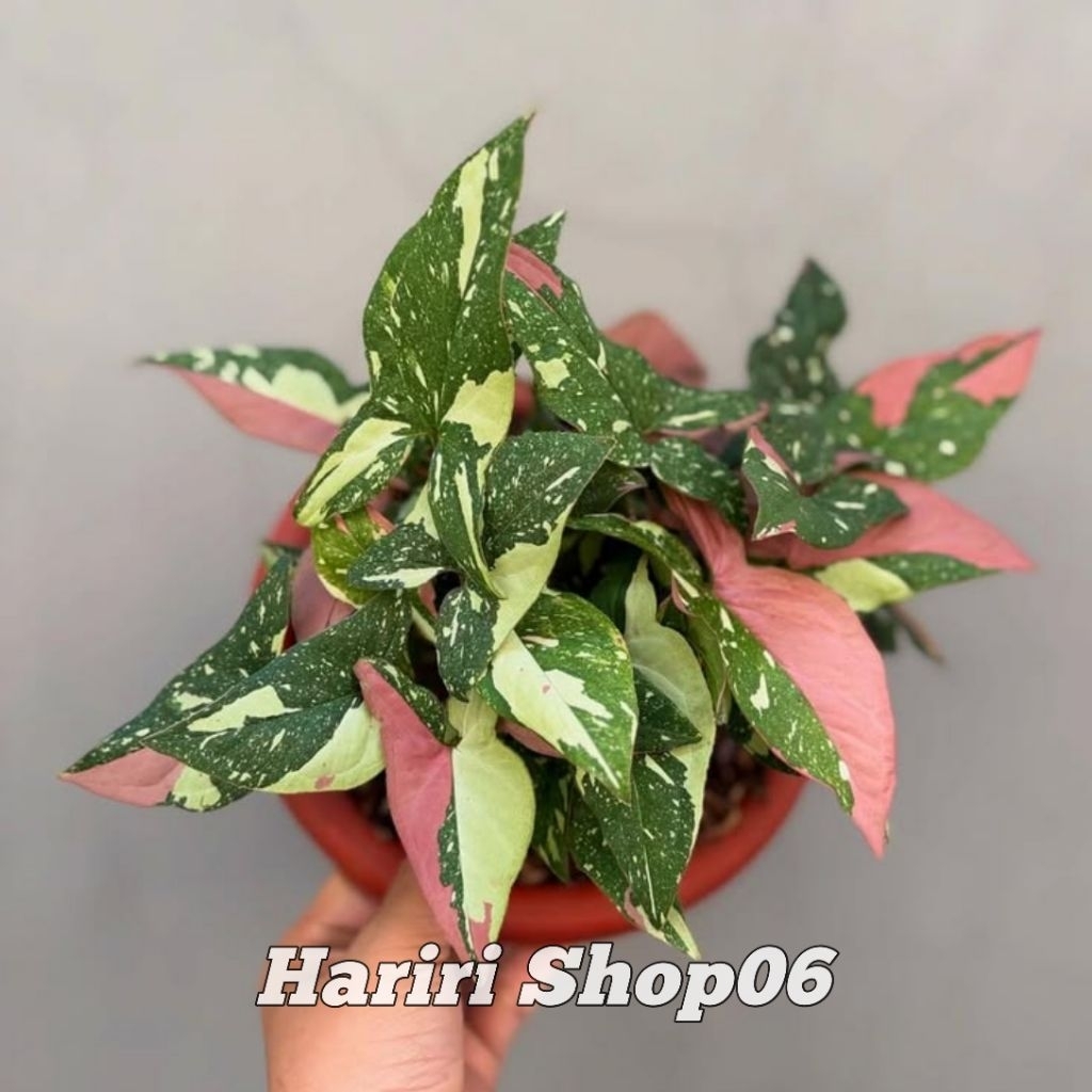 PROMO Tanaman Hias Syngonium Red Spot Tricolor Rimbun-Syngonium Red Spot Tricolor Rimbun