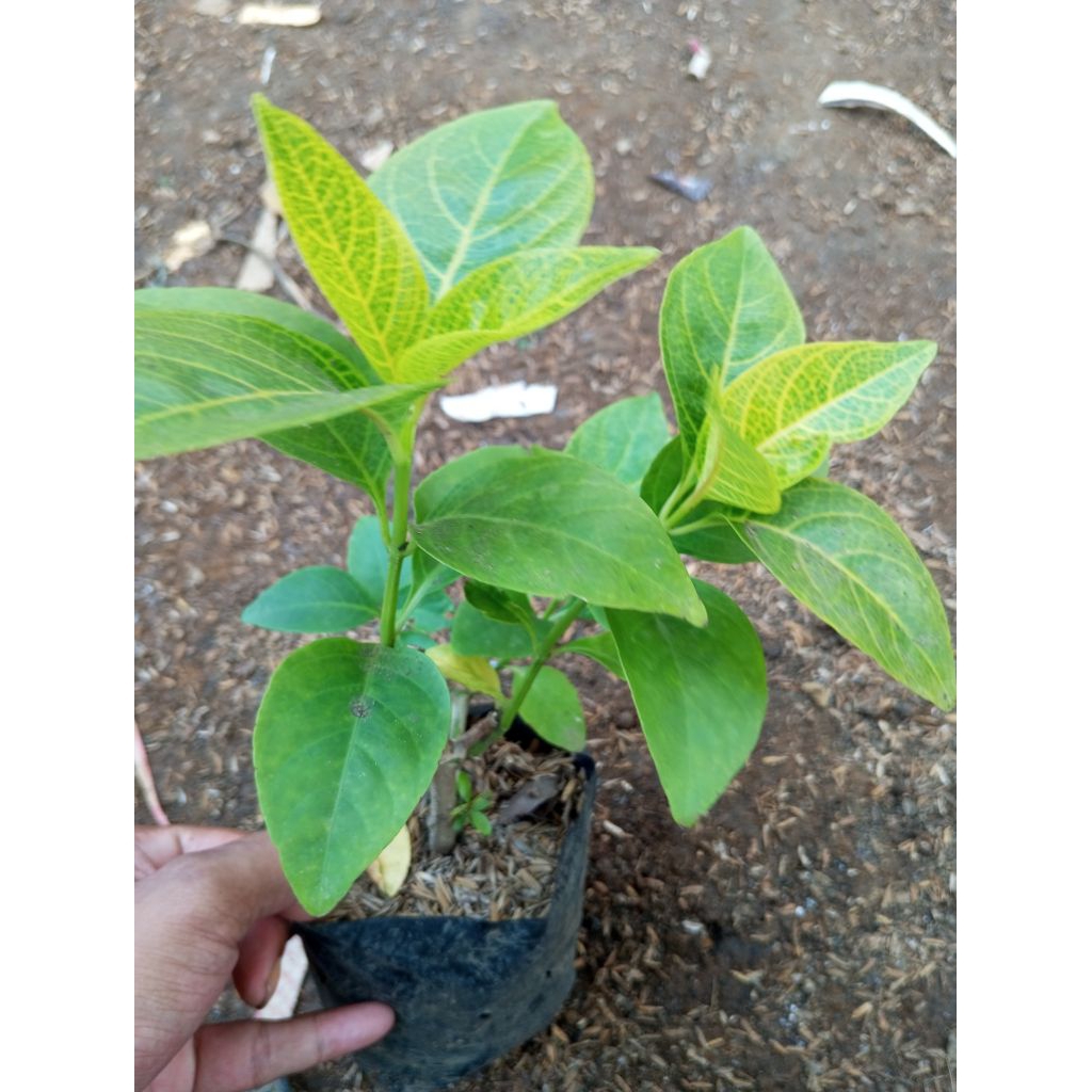 melati jepang/tanaman melati jepang