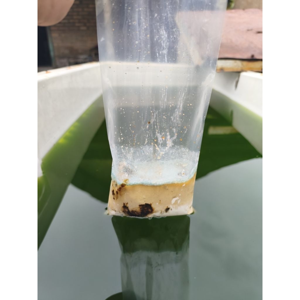 racikan untuk green water pakan kutu air