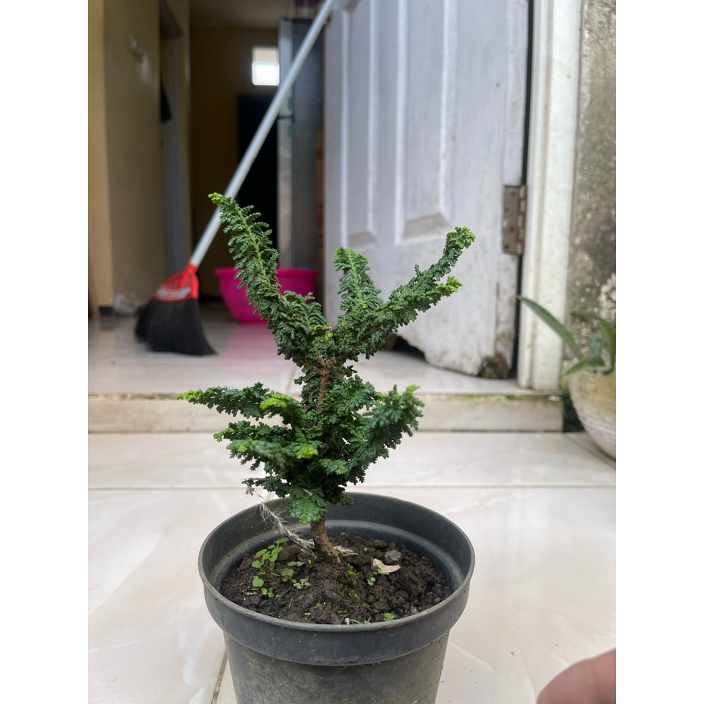tanaman hias cemara seka hinoki bahan bonsai