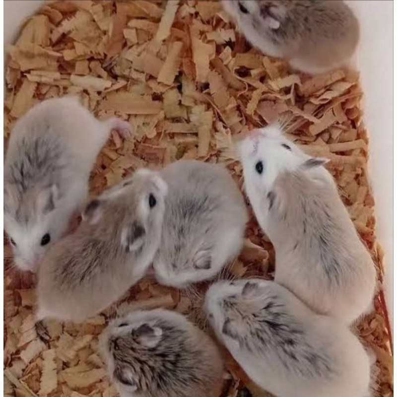 Hamster robo roborovski dewasa jantan betina (Instan &Sameday)