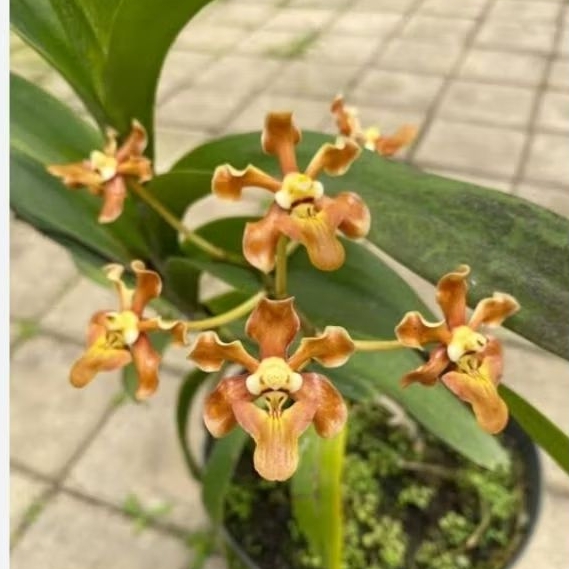 Anggrek vanda helpola super jumbo
