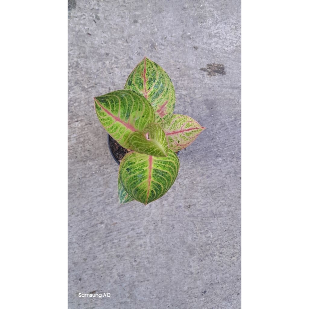 Aglonema Goliath (Size Remaja Daun 6) (5)