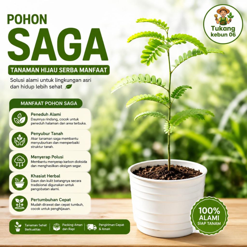 Tanaman Obat Bibit Pohon Saga Rambat Saga Manis Pohon Herbal