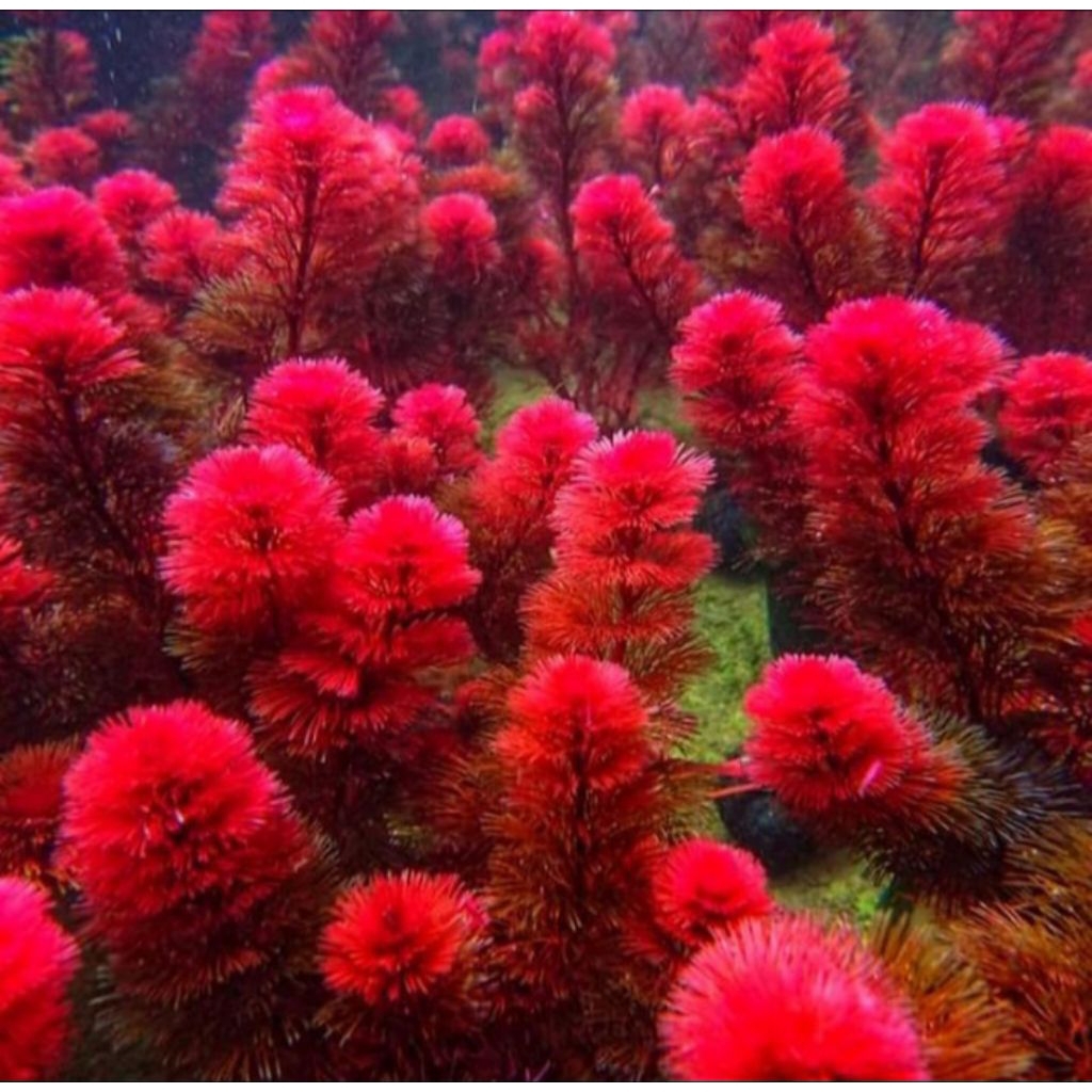 Tanaman Hias Aquascape Cabomba Purcata Super Red