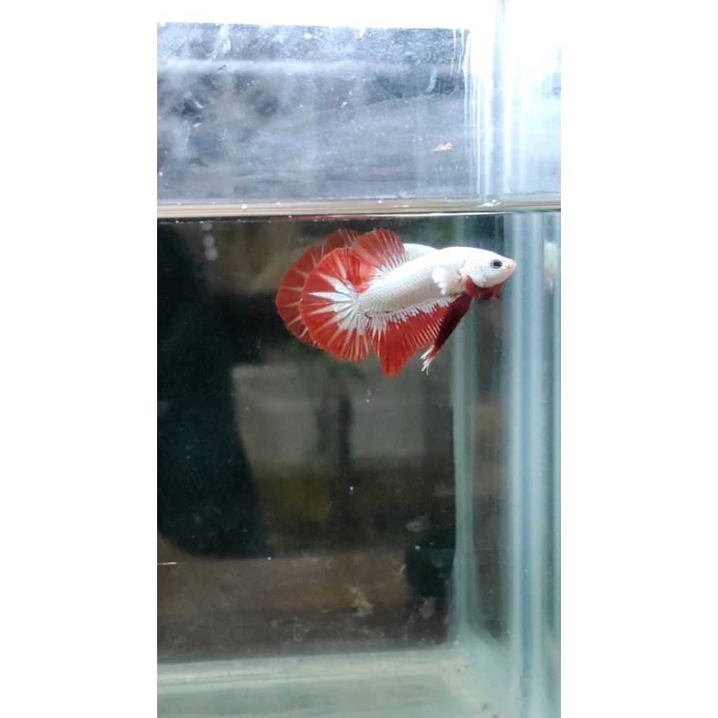 ikan cupang hias plakat red dragon snow