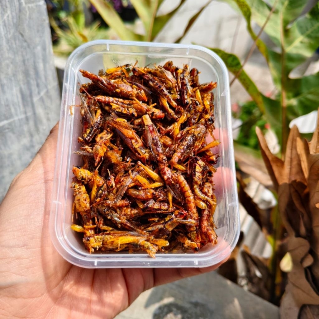 Belalang Goreng, belalang utis / simeut, belalang sawah