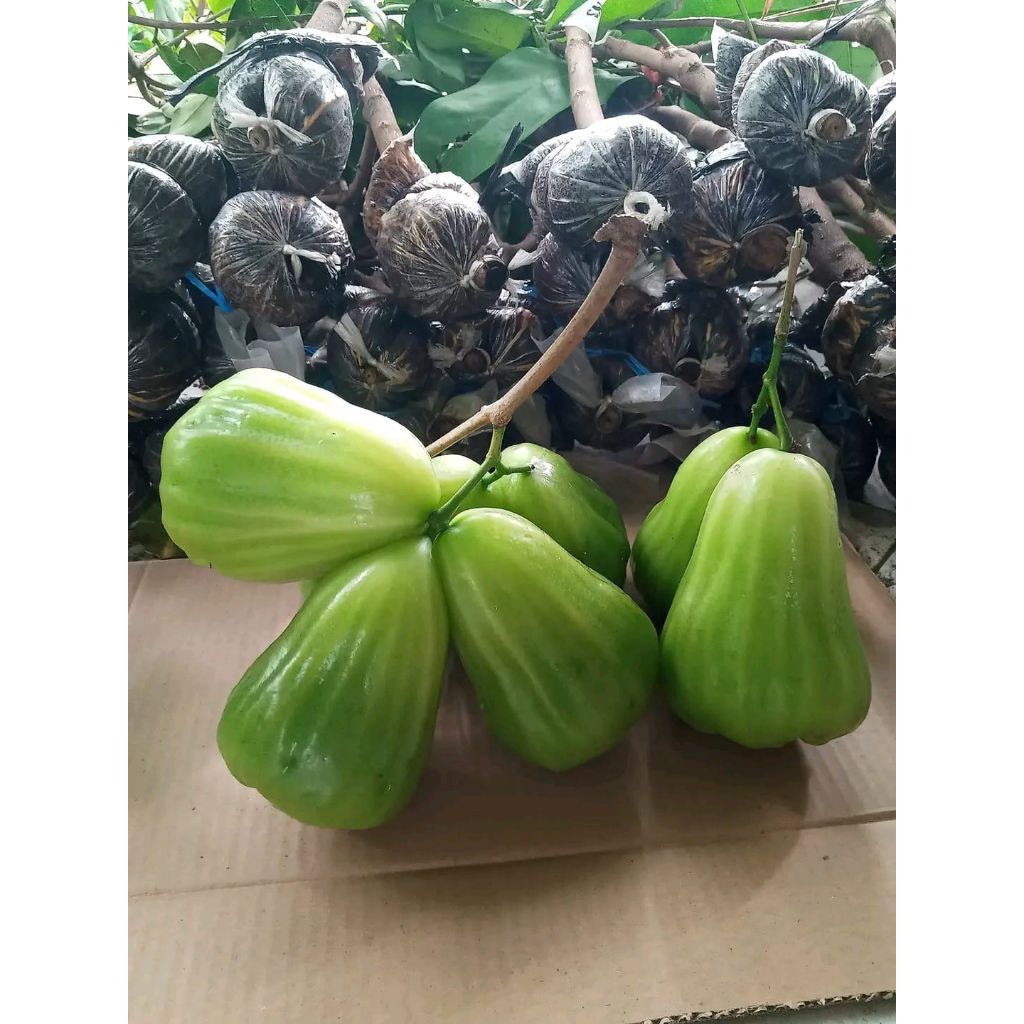 jambu air hasil okulasi