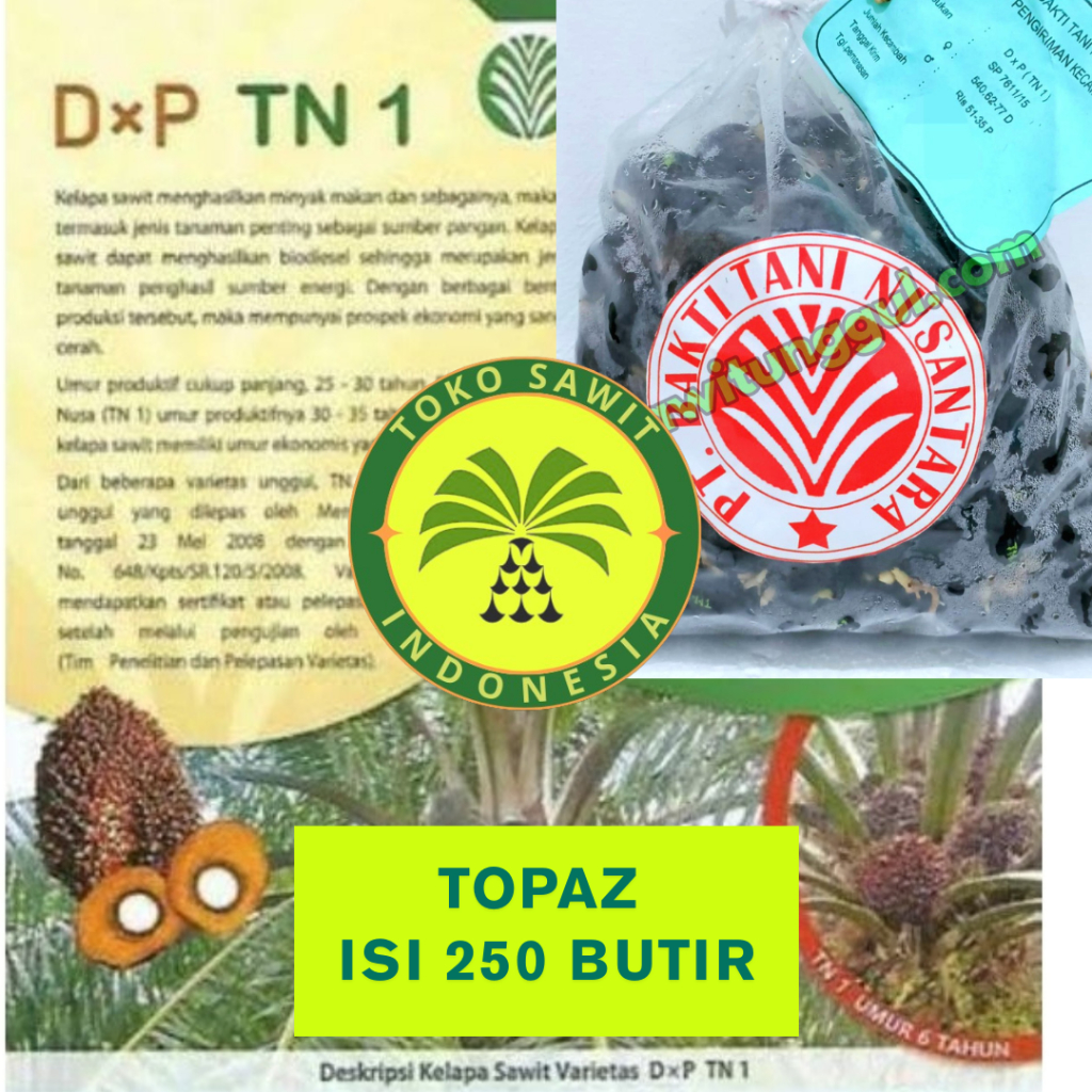 BIBIT SAWIT TN 1 UNGGUL BERSERTIFIKAT BERKUALITAS BERGARANSI