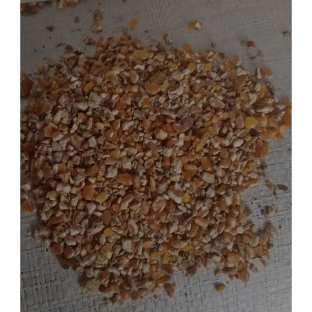 pakan ternak jagung giling