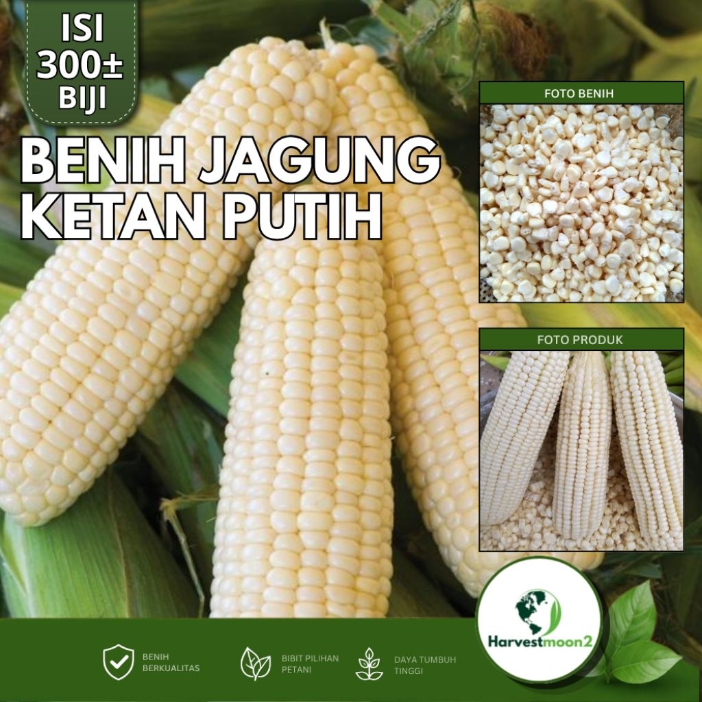 (ISI 300±) BENIH JAGUNG KETAN PUTIH UNGGUL BIBIT JAGUNG KETAN PUTIH PILIHAN
