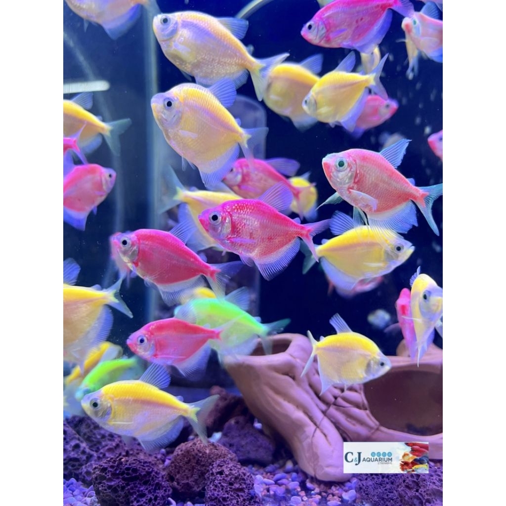 hiasan aquarium glowfish