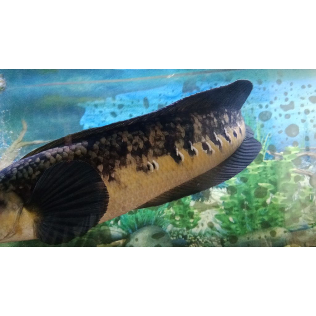 ikan hias chana maru 45-50 cm jumbo